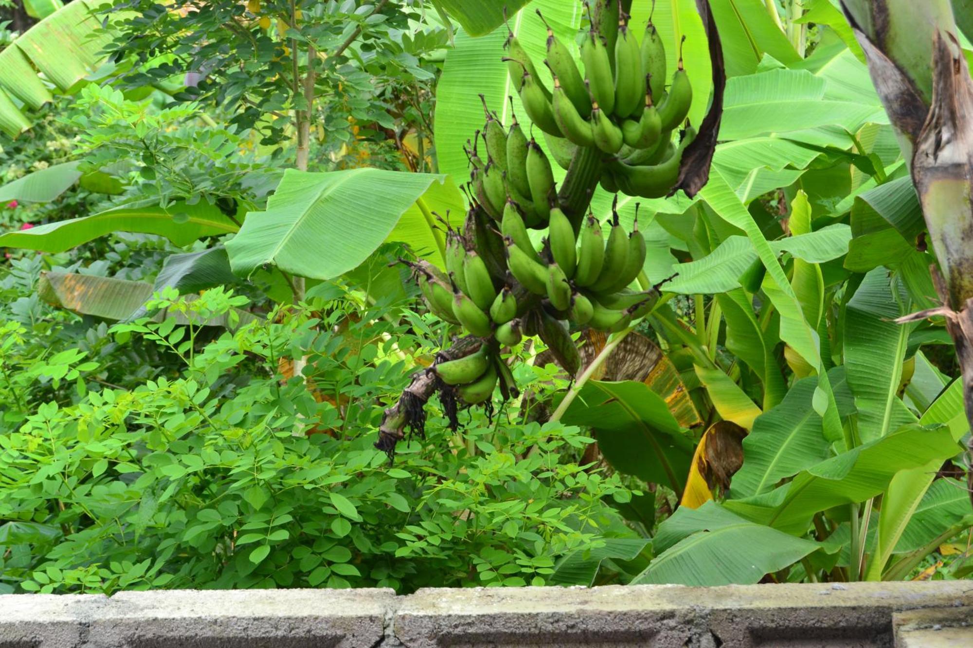Sakha House Hotel Ubud  Exterior photo